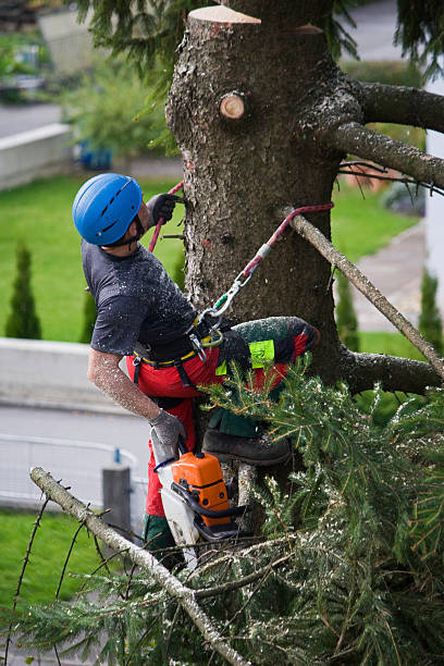 Best Root Management and Removal  in Ballwin, MO