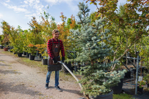 How Our Tree Care Process Works  in  Ballwin, MO